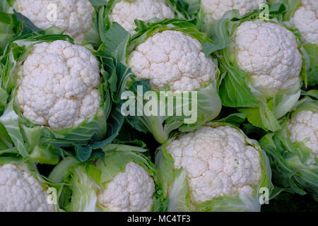 Blumenkohl ist eines von mehreren Gemüse in der Gattung Brassica oleracea, in der Gattung Brassica in der Familie Brassicaceae Stockfoto