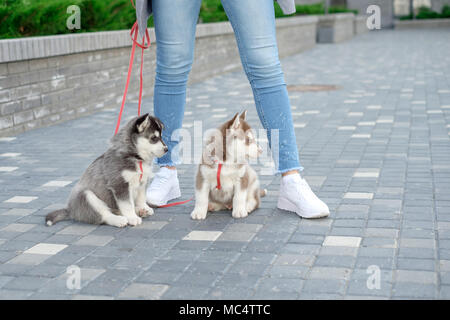 Junge attraktive Frauen gehen mit zwei Husky Welpen auf der Straße. Stockfoto