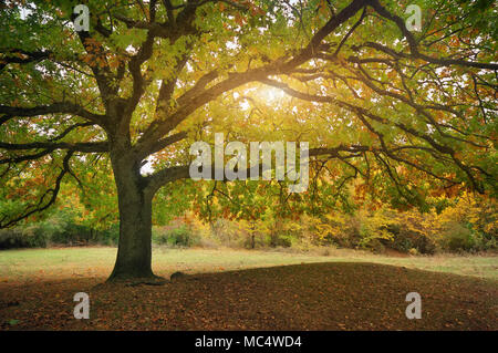 Schönen Herbst Eiche Baum verzweigt. Zusammensetzung der Natur Stockfoto