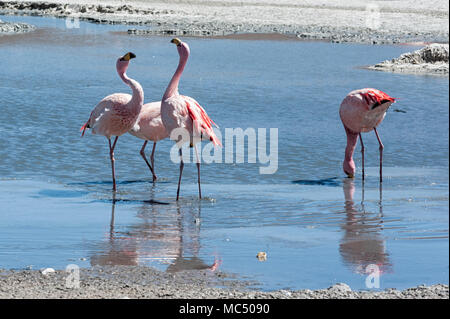 Rosa Flamingos an der Laguna Chiarkota - Stuhl KKota (4700 mt) ist eine seichte Salzsee im Südwesten des Altiplano von Bolivien Stockfoto