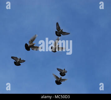 Eine Gruppe von Hoch-born Thoroughbred Haustauben fliegen in den Himmel Stockfoto