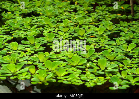 Wasser Kohl (muschelblumen stratiotes, Wasser, Salat, Nils Kohl, oder shellflower) schwimmt auf der Oberfläche des Teiches Stockfoto