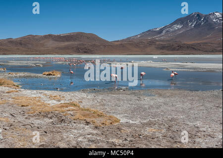 Rosa Flamingos an der Laguna Chiarkota - Stuhl KKota (4700 mt) ist eine seichte Salzsee im Südwesten des Altiplano von Bolivien Stockfoto