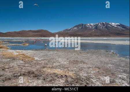 Rosa Flamingos an der Laguna Chiarkota - Stuhl KKota (4700 mt) ist eine seichte Salzsee im Südwesten des Altiplano von Bolivien Stockfoto