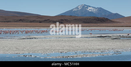 Rosa Flamingos an der Laguna Chiarkota - Stuhl KKota (4700 mt) ist eine seichte Salzsee im Südwesten des Altiplano von Bolivien Stockfoto