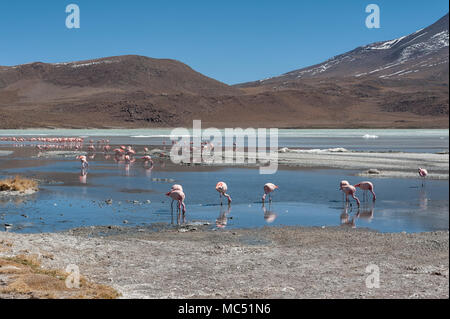 Rosa Flamingos an der Laguna Chiarkota - Stuhl KKota (4700 mt) ist eine seichte Salzsee im Südwesten des Altiplano von Bolivien Stockfoto