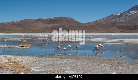 Rosa Flamingos an der Laguna Chiarkota - Stuhl KKota (4700 mt) ist eine seichte Salzsee im Südwesten des Altiplano von Bolivien Stockfoto