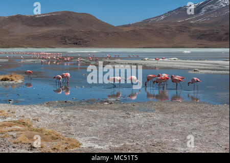 Rosa Flamingos an der Laguna Chiarkota - Stuhl KKota (4700 mt) ist eine seichte Salzsee im Südwesten des Altiplano von Bolivien Stockfoto