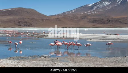 Rosa Flamingos an der Laguna Chiarkota - Stuhl KKota (4700 mt) ist eine seichte Salzsee im Südwesten des Altiplano von Bolivien Stockfoto