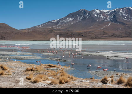 Rosa Flamingos an der Laguna Chiarkota - Stuhl KKota (4700 mt) ist eine seichte Salzsee im Südwesten des Altiplano von Bolivien Stockfoto