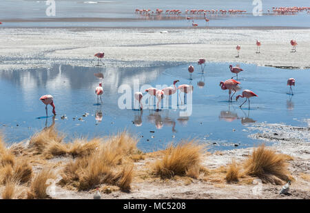 Rosa Flamingos an der Laguna Chiarkota - Stuhl KKota (4700 mt) ist eine seichte Salzsee im Südwesten des Altiplano von Bolivien Stockfoto