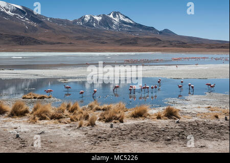 Rosa Flamingos an der Laguna Chiarkota - Stuhl KKota (4700 mt) ist eine seichte Salzsee im Südwesten des Altiplano von Bolivien Stockfoto