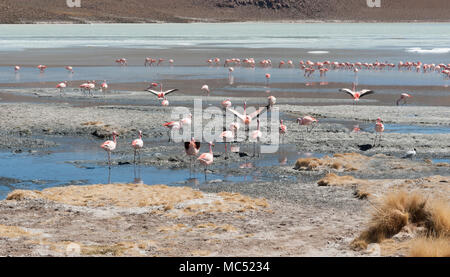 Rosa Flamingos an der Laguna Chiarkota - Stuhl KKota (4700 mt) ist eine seichte Salzsee im Südwesten des Altiplano von Bolivien Stockfoto