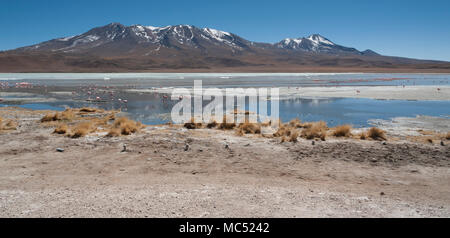 Rosa Flamingos an der Laguna Chiarkota - Stuhl KKota (4700 mt) ist eine seichte Salzsee im Südwesten des Altiplano von Bolivien Stockfoto