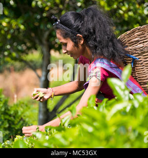 Platz Bildnis einer Dame Kommissionierung Teeblätter auf einer Teeplantage in Nuwara Eliya, Sri Lanka. Stockfoto