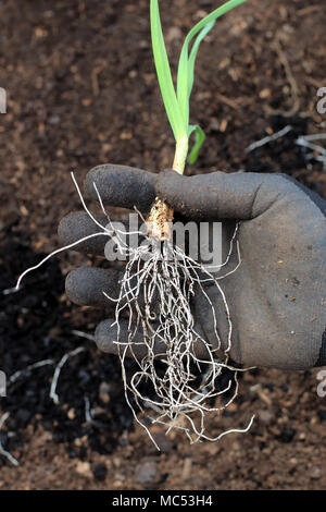 Nahaufnahme von Knoblauch Sämlinge bereit, in den Boden gepflanzt zu werden. Stockfoto