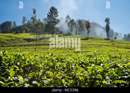 Horizontale Ansicht der Teeplantagen in Nuwara Eliya, Sri Lanka. Stockfoto