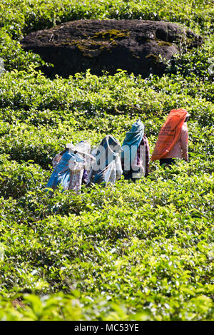 Vertikale Ansicht der Arbeiter auf einer Teeplantage klettern auf den Pisten in Nuwara Eliya, Sri Lanka. Stockfoto