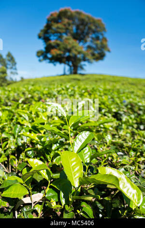 Vertikale Nahaufnahme von Teebüschen auf einer Teeplantage in Nuwara Eliya, Sri Lanka. Stockfoto