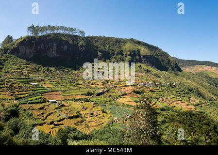 Horizontale Ansicht von Gestuften Landschaft in Nuwara Eliya, Sri Lanka. Stockfoto