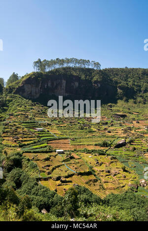 Vertikale Ansicht von Gestuften Landschaft in Nuwara Eliya, Sri Lanka. Stockfoto