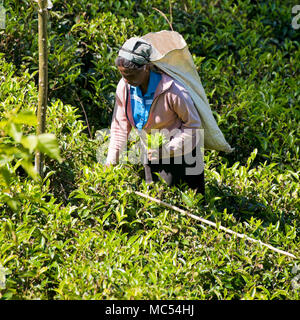 Platz Bildnis einer Dame Kommissionierung Tee in Nuwara Eliya, Sri Lanka. Stockfoto