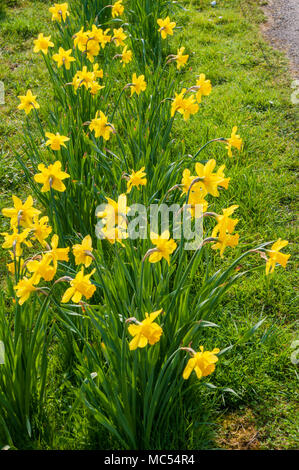 Büschel der Narzissen (NARZISSE) naturlised in einer Grünfläche. Stockfoto