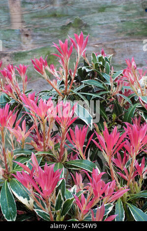 Neues junges rotes Laub auf Pieris Flaming Silver im mittleren bis späten Frühjahr. Growen in sauren Boden ist es eine immergrüne Staude, die frosthart ist. Stockfoto