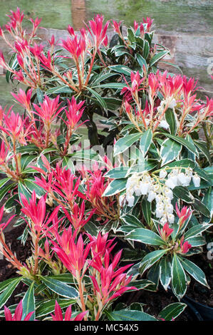 Pieris 'Flaming Silver' mit roten Blättern und weissen Blüten in Urnenform im Frühling. Growen in sauren Boden ist es eine immergrüne Staude, die frosthart ist. Stockfoto