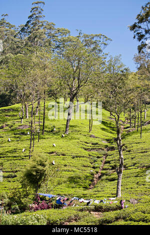 Vertikale Ansicht von Arbeitnehmern Kommissionierung Teeblätter auf einer Plantage in Nuwara Eliya, Sri Lanka. Stockfoto