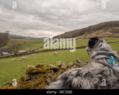 Blue Merle collie Hund beobachten Schafe. Stockfoto