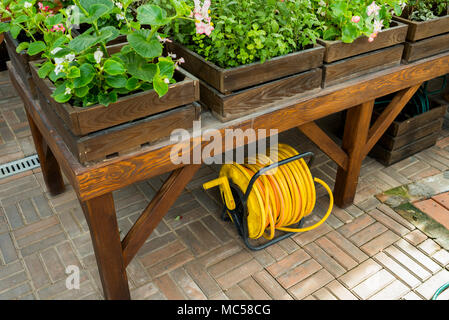 Gartenschlauch in einer Rolle unter einer Tabelle in einem Gewächshaus Stockfoto