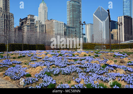 Herrlichkeit der Schnee Frühling Blumen, auch als blaue Riese bekannt, im Millennium Park Lurie Garten entstehen mit der Skyline von Chicago als Hintergrund. Stockfoto