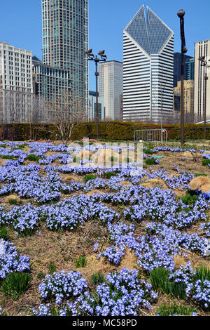 Herrlichkeit der Schnee Frühling Blumen, auch als blaue Riese bekannt, im Millennium Park Lurie Garten entstehen mit der Skyline von Chicago als Hintergrund. Stockfoto