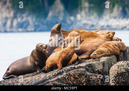 Stellar Seelöwen (Eumetopias jubatus) in Kenai Fjords National Park in Alaska. Stockfoto