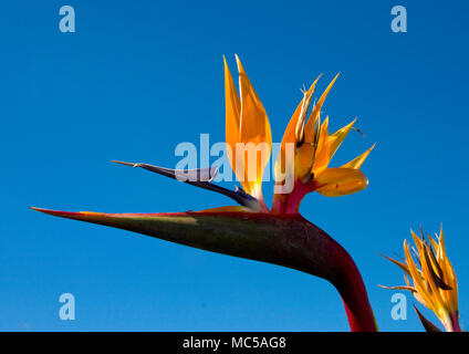 Bird of paradise flower gegen den blauen Himmel Stockfoto