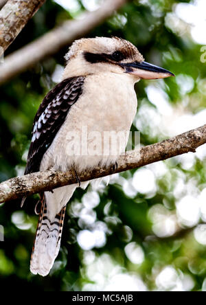 Kookaburra thront auf einem Ast auf Sunshine Coast in Queensland Stockfoto