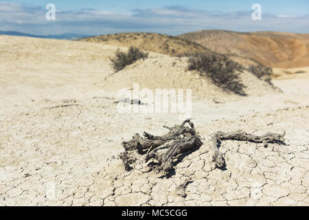 Trockene Bush in der Steppe Stockfoto