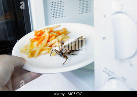 Herstellung von essbaren Insekten in der Mikrowelle. Gebratener Riesenwasserkäfer - Lethocerus indicus mit Pommes frites auf einem Teller werden in der Mikrowelle erhitzt. Stockfoto