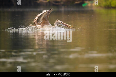 Einen Punkt in Rechnung pelican Angeln im See Stockfoto