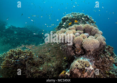 Schöne Weichkorallen, Hartkorallen und das Leben um Sie herum. Bild wurde im Ceram Meer genommen, Raja Ampat, West Papua, Indonesien Stockfoto