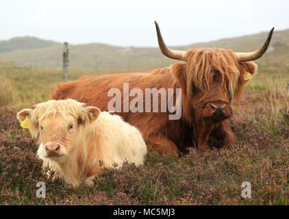 Ein Highland Kuh liegend mit ihrem Kalb in Schottland, Großbritannien. Stockfoto