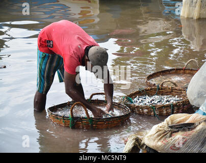 Negombo, Sri Lanka, Asien, 22. Juli 2013. Bildnis eines unbekannten Mannes Reinigung Fische auf dem Fluss Stockfoto