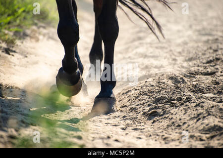 Die hufe von Walking Horse in Sand Staub. Flache Freiheitsgrad. Stockfoto