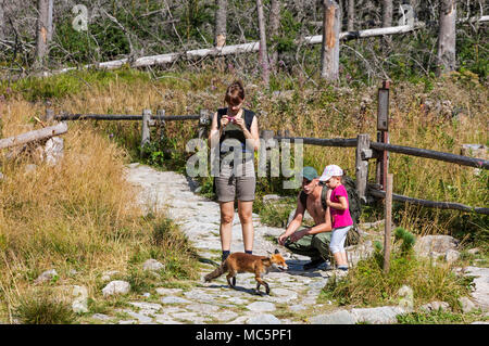 Nicht identifizierte Touristen beobachten, um zu einem wilden kleinen Fuchs bei der Tourist Camp im Wald in der Nähe von hrebienok Resort (1285 m) in der Hohen Tatra Stockfoto