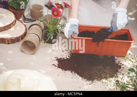 Mit Handschuhen an den Händen Person, Düngung des Bodens in Container während der Gartenarbeit Stockfoto