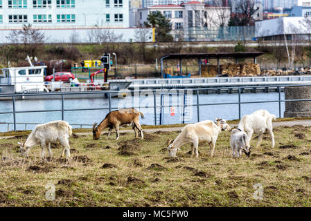 Tiere in die Suburbanen Agglomeration Stockfoto
