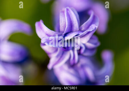 Feder lila Blüten auf grünem Hintergrund. Hyazinthen close-up, Texturen. Stockfoto