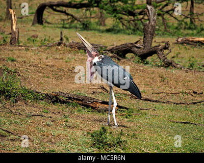 Marabu (Leptoptilos crumenifer) mit Verheilten Bein gebrochen (weiß von Stuhlgang) bis auf weiteres in der Masai Mara, Kenia, Afrika zu landen sieht Stockfoto