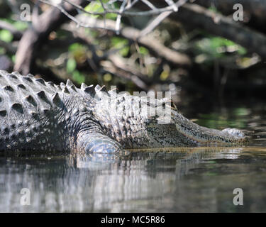 Großes Krokodil in Rainbow Springs, Florida Dunnellon Stockfoto